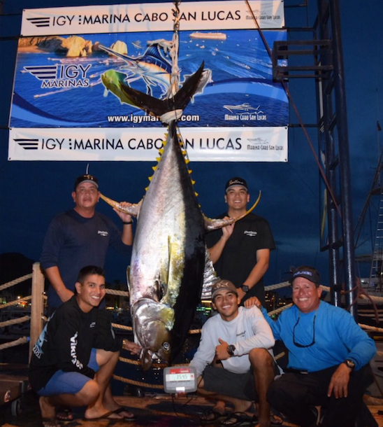 Giant Tuna on Shimano Talica 50